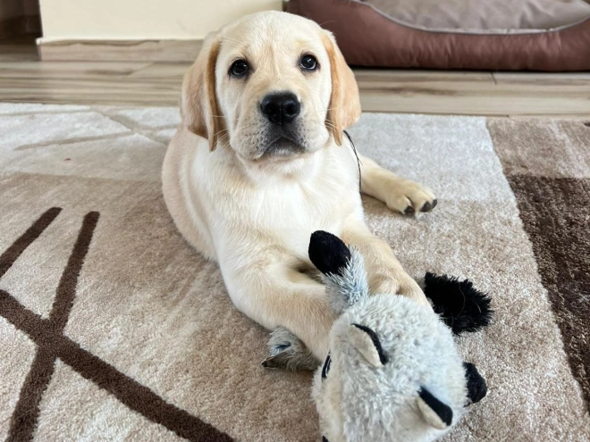Perros Labrador Retriever en venta