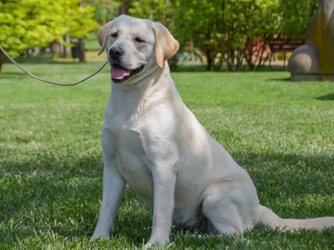 Labrador Retriever Welpe kaufen