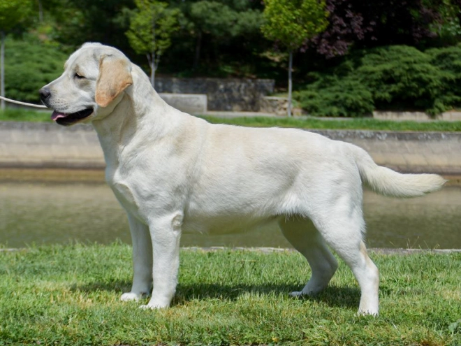Labrador Retriever Welpe kaufen