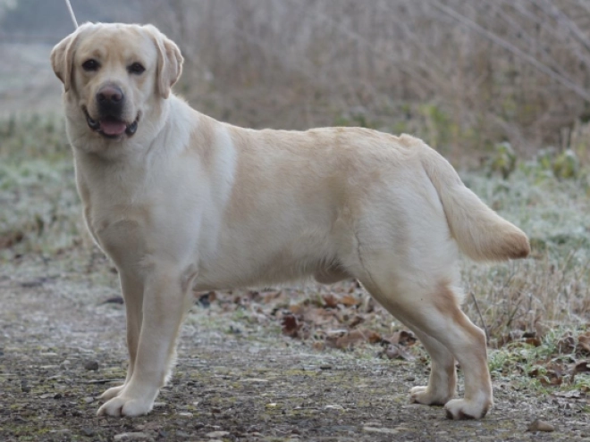 Labrador Retriever Welpe kaufen