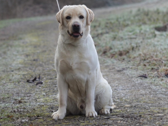 Labrador Retriever Welpe kaufen