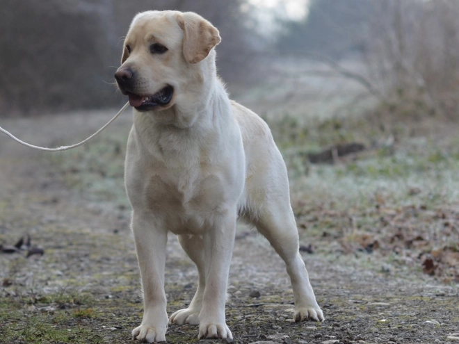 Labrador Retriever Welpe kaufen