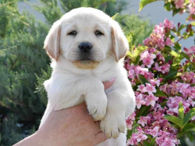 Labrador Retriever Welpe kaufen