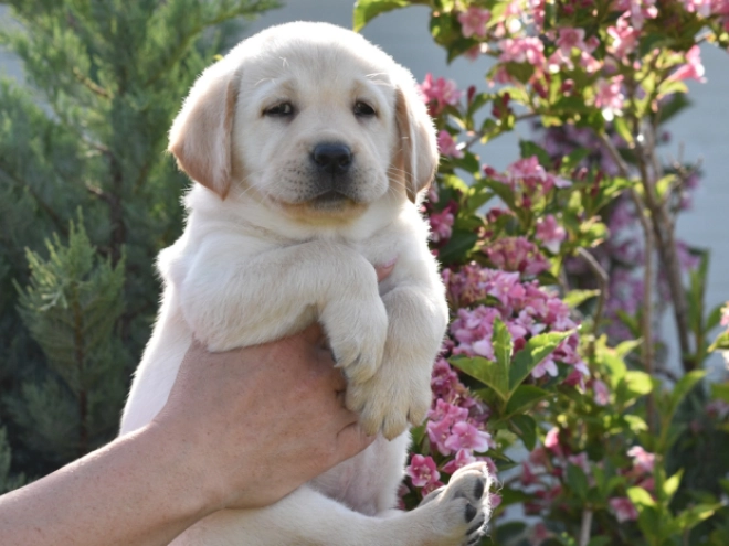 Labrador Retriever Welpe kaufen