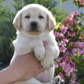 Labrador Retriever puppy for sale