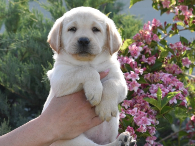 Labrador Retriever Welpe kaufen