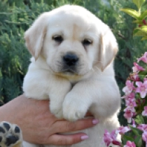 Ragnor, cream Labrador Retriever for sale