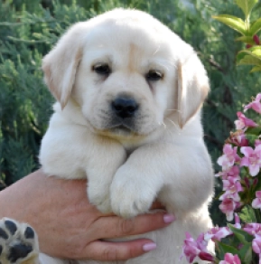 Labrador Retriever puppy for sale
