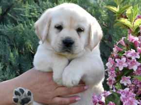 Labrador Retriever puppy for sale