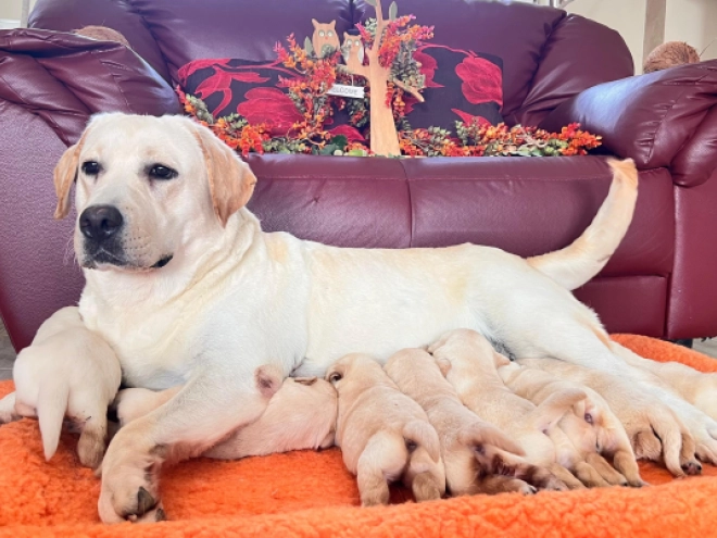 Labrador Retriever Welpe kaufen