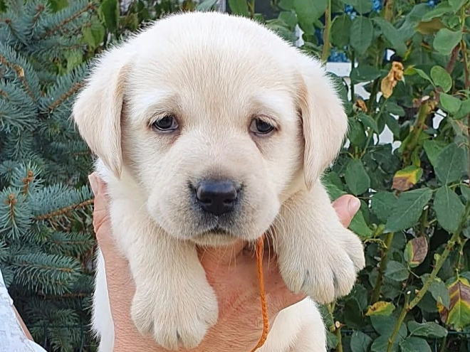 Labrador Retriever Welpe kaufen