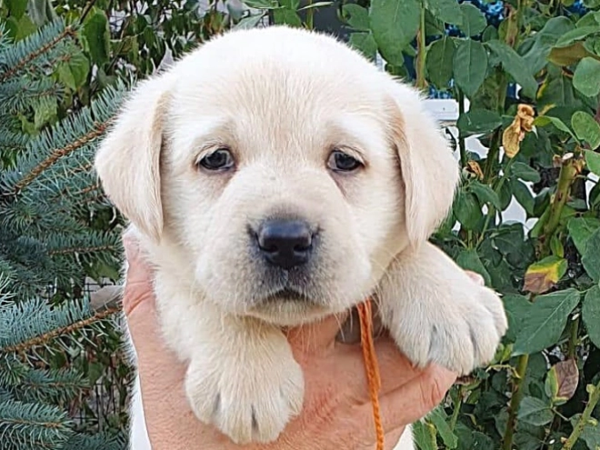 Labrador Retriever Welpe kaufen