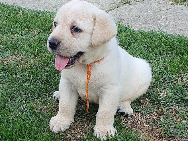Labrador Retriever Welpe kaufen