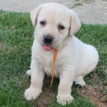 Juliette Binoche, cream Labrador Retriever for sale