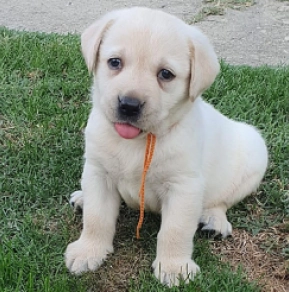 Labrador Retriever Welpe kaufen