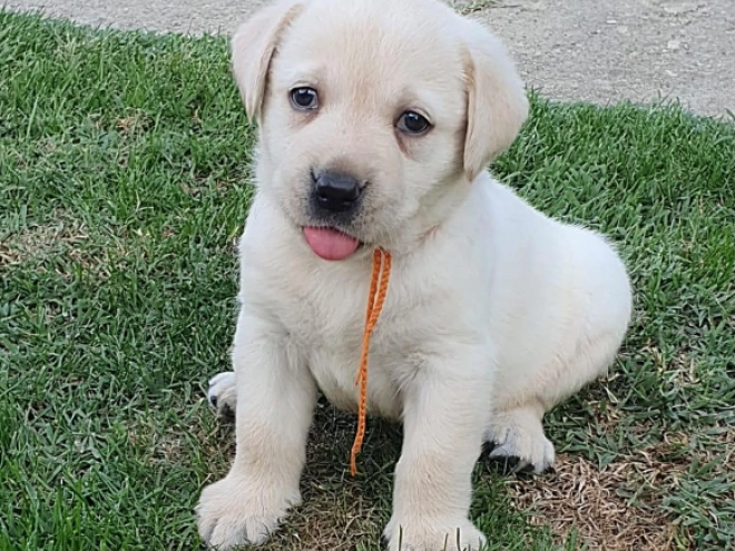 Labrador Retriever Welpe kaufen