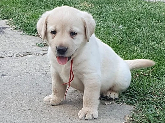 Labrador Retriever Welpe kaufen