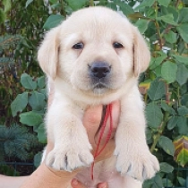 Grand Voyager, cream Labrador Retriever Welpen kaufen
