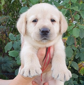 Labrador Retriever Welpe kaufen