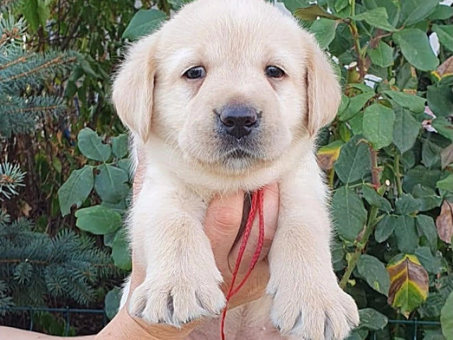 Labrador Retriever Welpe kaufen