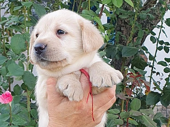 Labrador Retriever Welpe kaufen