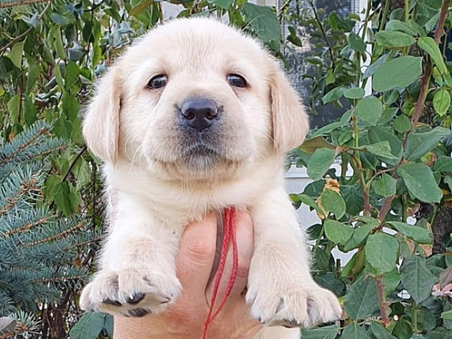 Labrador Retriever Welpe kaufen