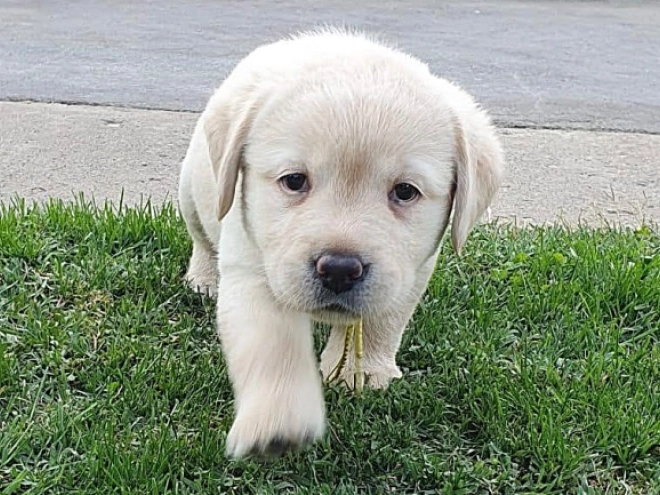 Labrador Retriever Welpe kaufen