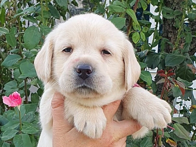 Labrador Retriever Welpe kaufen