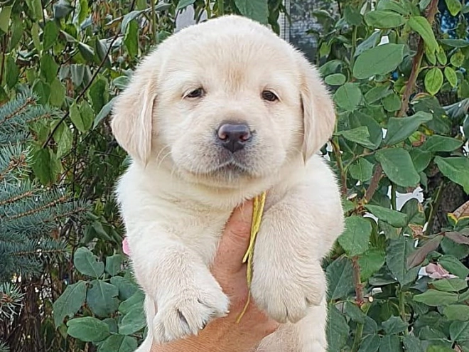 Labrador Retriever Welpe kaufen