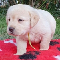 Dixie, cream Labrador Retriever for sale