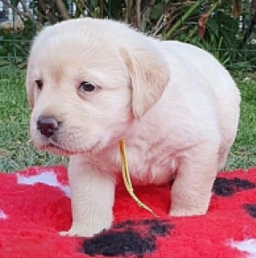 Labrador Retriever Welpe kaufen