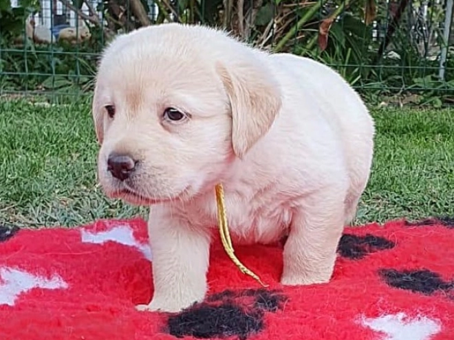 Labrador Retriever Welpe kaufen