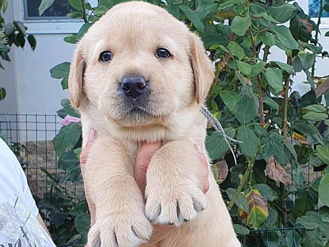Labrador Retriever Welpe kaufen