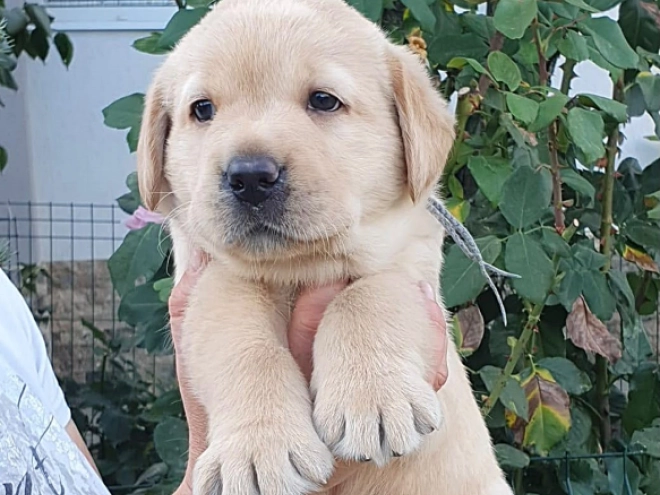 Labrador Retriever Welpe kaufen