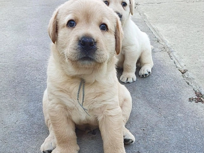 Labrador Retriever Welpe kaufen