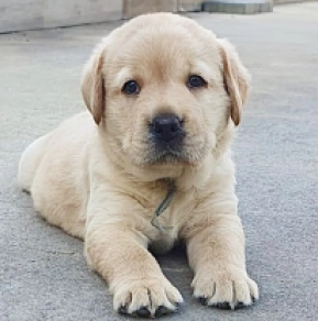 Labrador Retriever Welpe kaufen