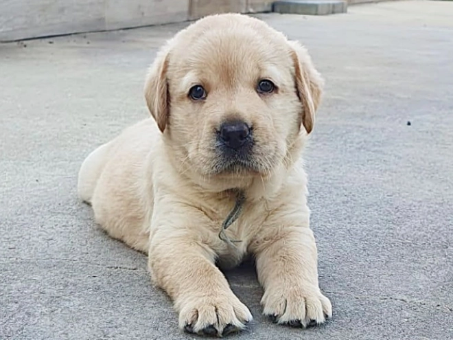 Labrador Retriever Welpe kaufen