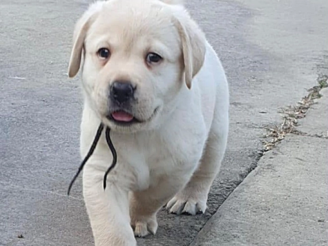 Labrador Retriever Welpe kaufen