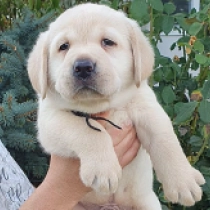 Nash, cream Labrador Retriever Welpen kaufen