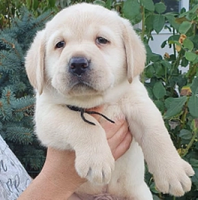 Labrador Retriever Welpe kaufen