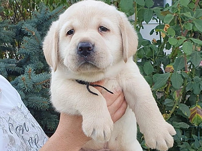 Labrador Retriever Welpe kaufen