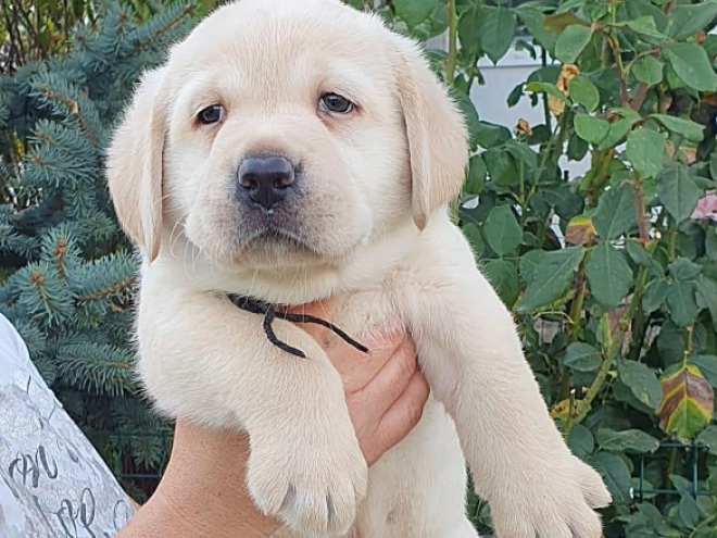 Labrador Retriever Welpe kaufen