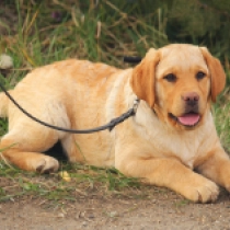 Perros Labrador Retriever en venta