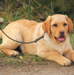Labrador Retriever puppy for sale