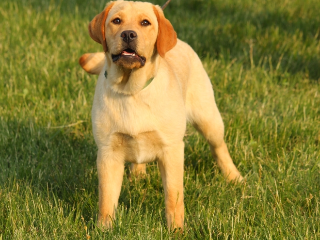 Labrador Retriever puppy for sale