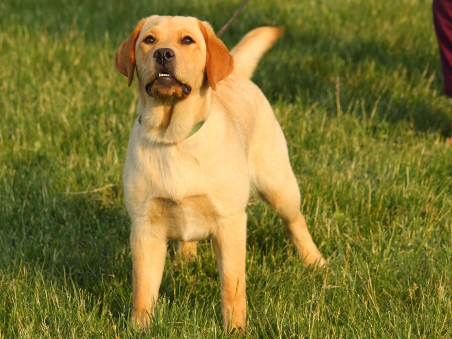 Labrador Retriever puppy for sale