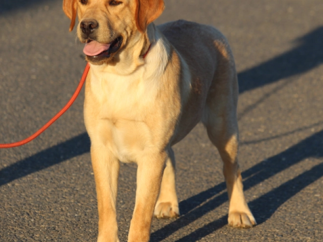 Labrador Retriever puppy for sale