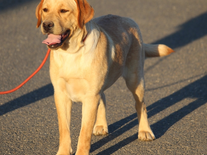 Labrador Retriever puppy for sale