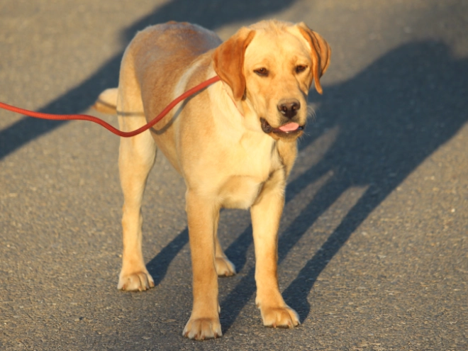 Labrador Retriever puppy for sale