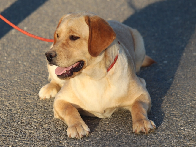 Labrador Retriever puppy for sale